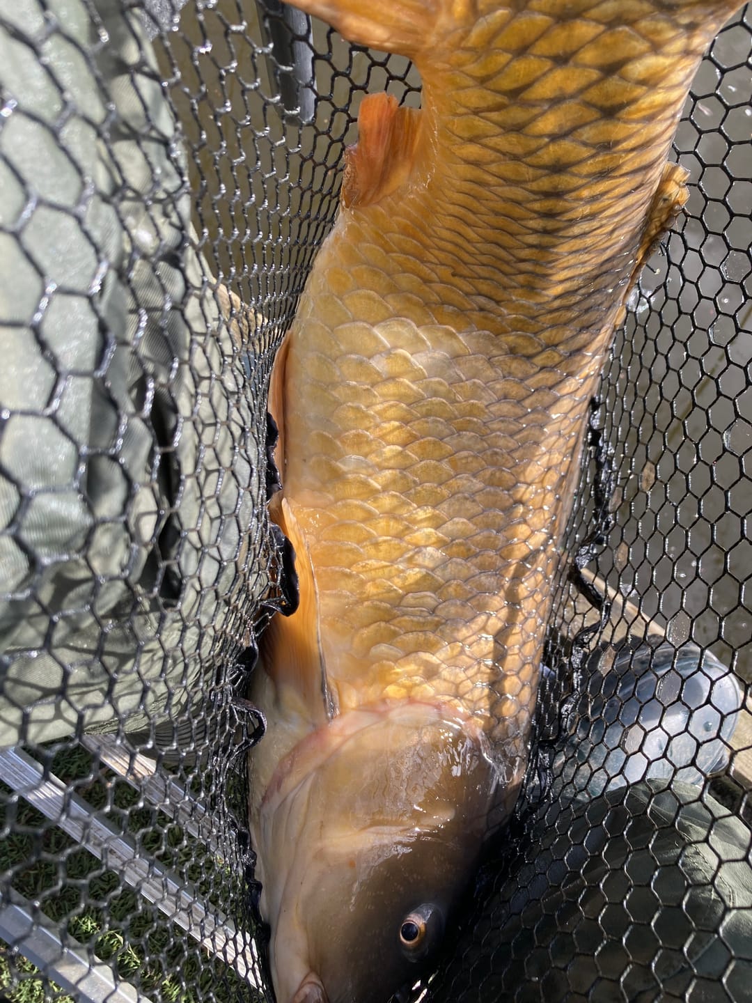 Customer photo review of PREMIUM CARP PELLETS - ALLTECH COPPENS