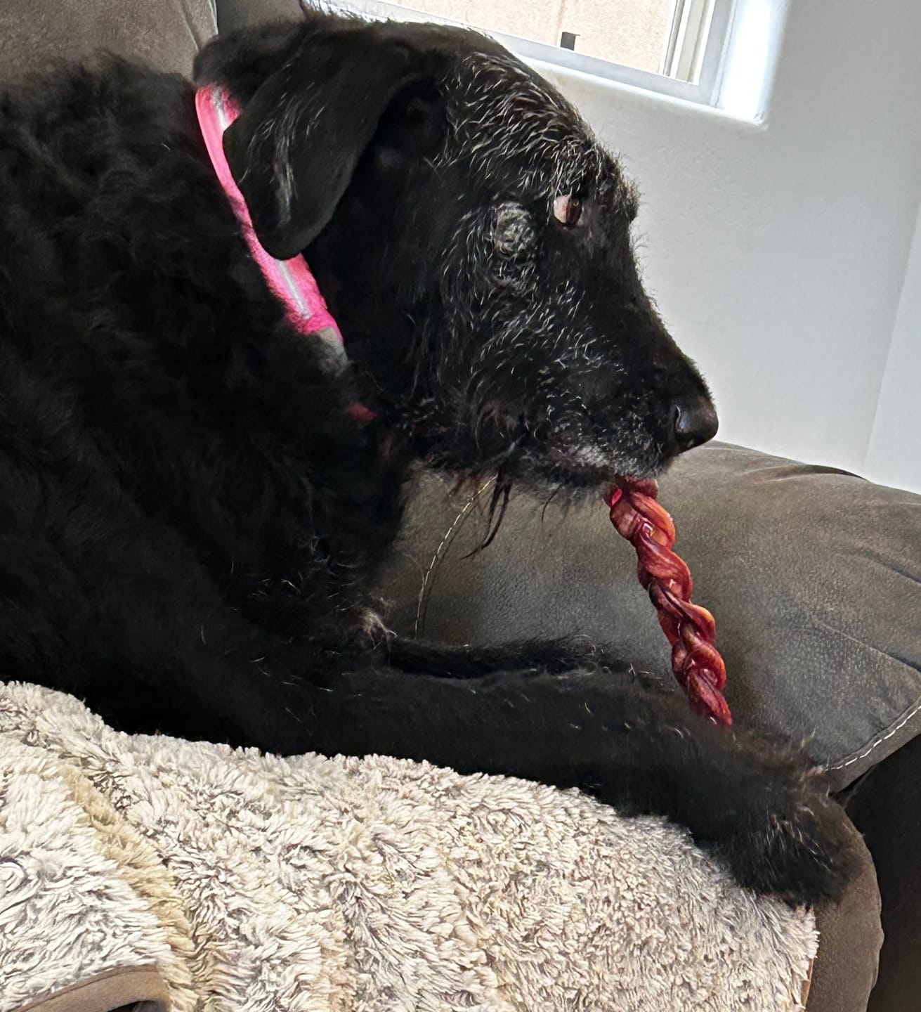 Customer photo review of 6 Inch Monster Braided Bully Stick