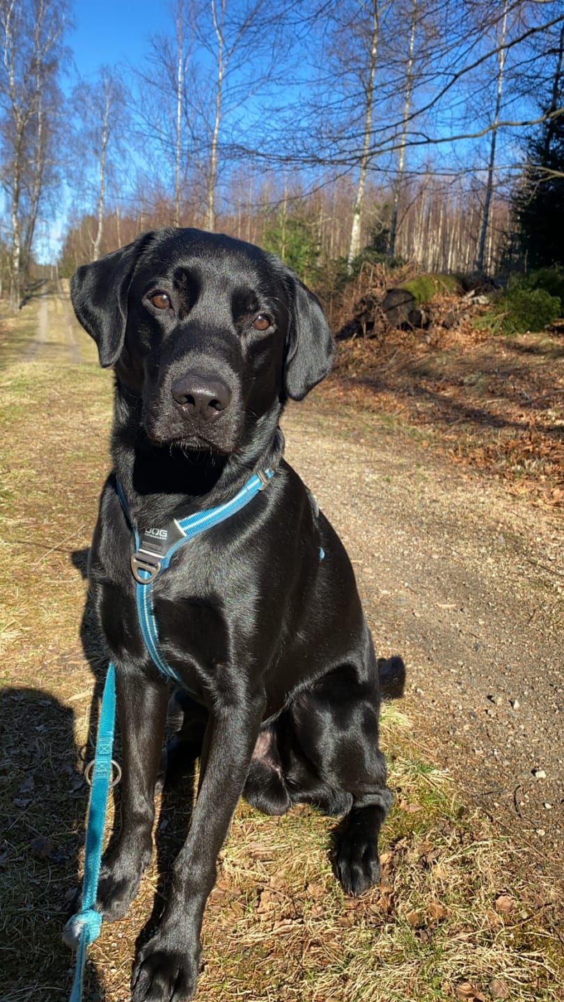 Customer photo review of 20kg Adult Lam & Ris | Sensitive All Breed