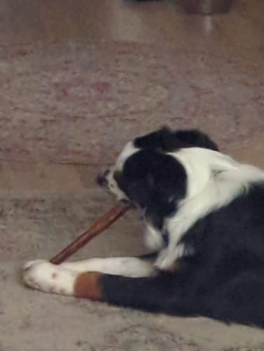Customer photo review of 12-INCH BEEF COLLAGEN STICKS