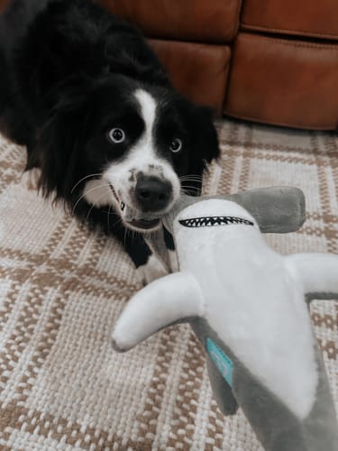 Customer photo review of Clean Earth Plush - 100% Sustainable