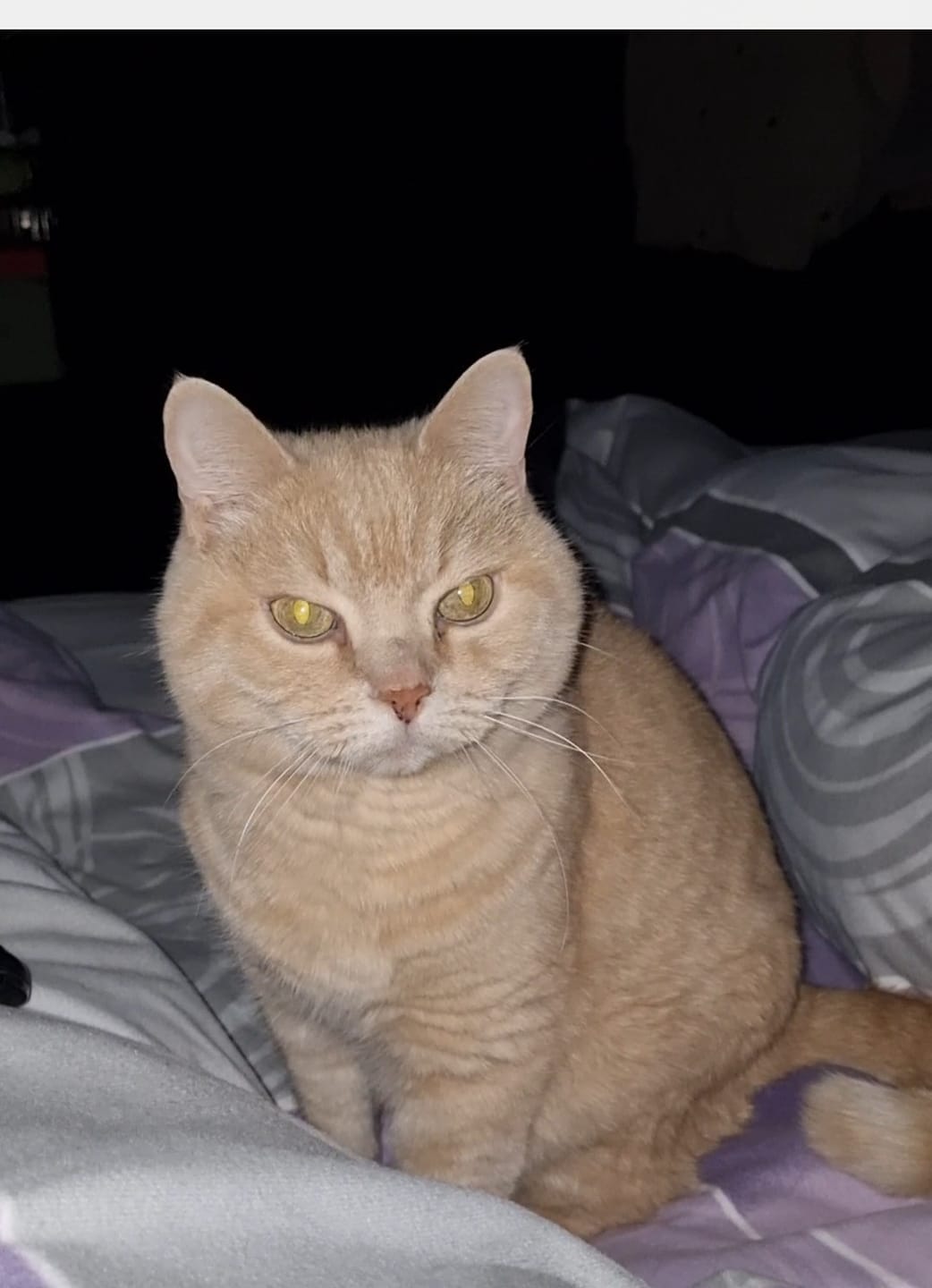 Customer photo review of Wurmtest Pro Katze