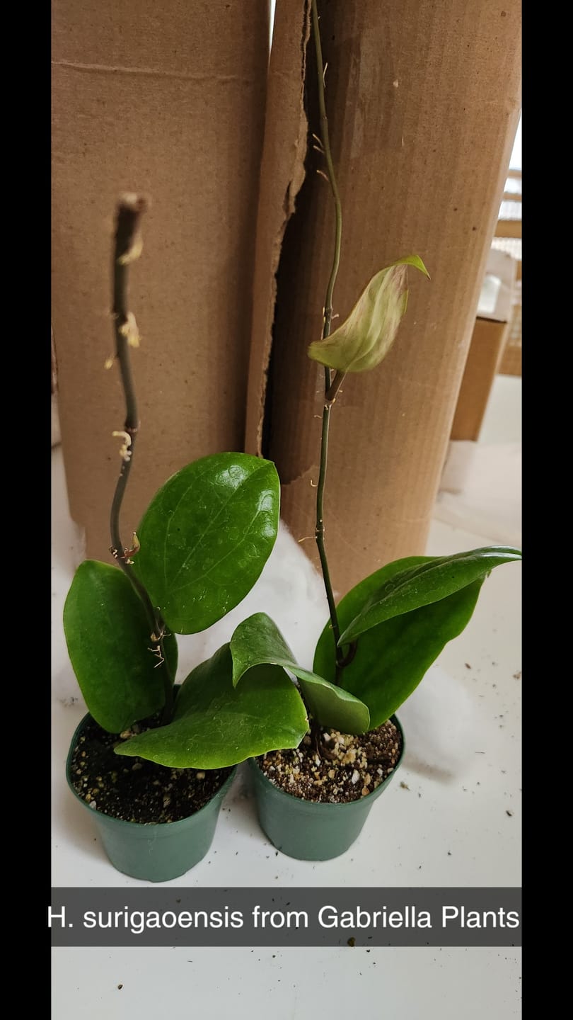 Customer photo review of Hoya surigaoensis