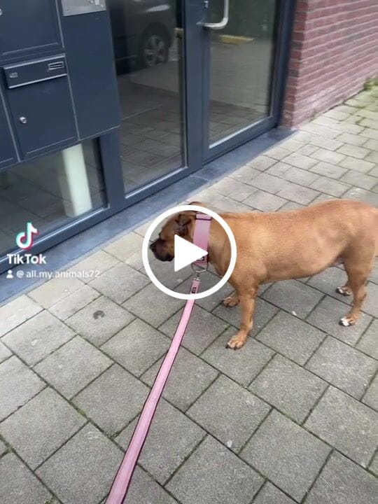 Customer video review of 5cm Combat® Collar | Rated Clip - NO HANDLE - Pink v2.0