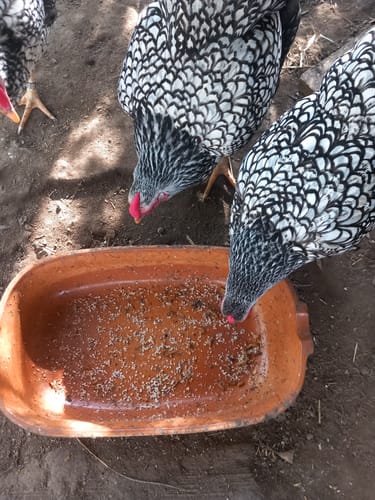 Customer photo review of BSF Larven - getrocknete Soldatenfliegenlarven