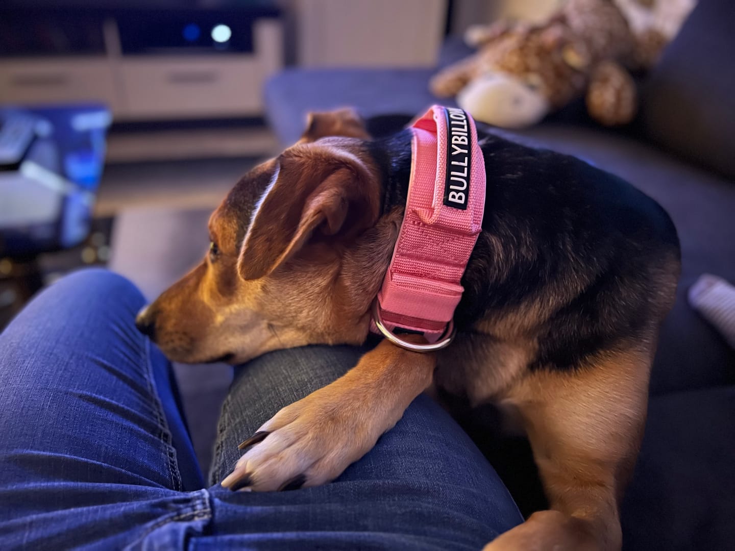 Customer photo review of 5cm Pin Buckle Collar | With Handle & Robust Hardware - Pink