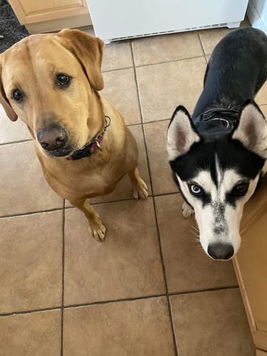Customer photo review of Fida AutoBrake Leash