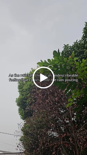 Customer video review of BEFORE PETRICHOR