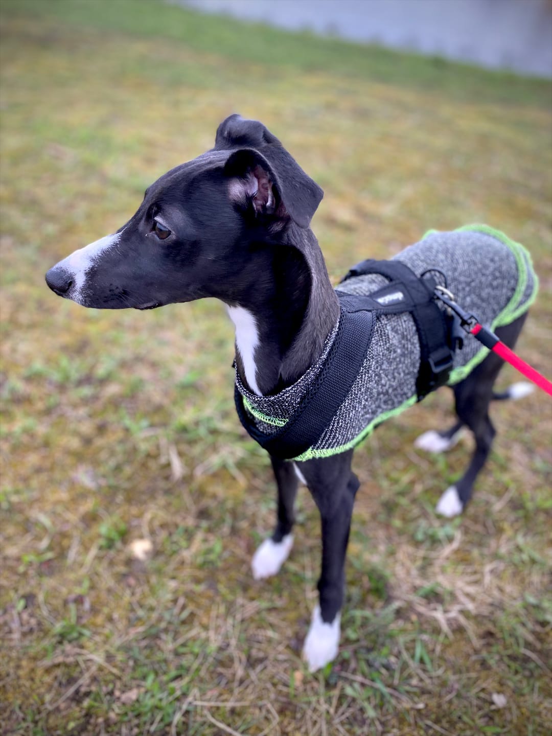 Customer photo review of Hundegeschirr FUN "Volcano Black"
