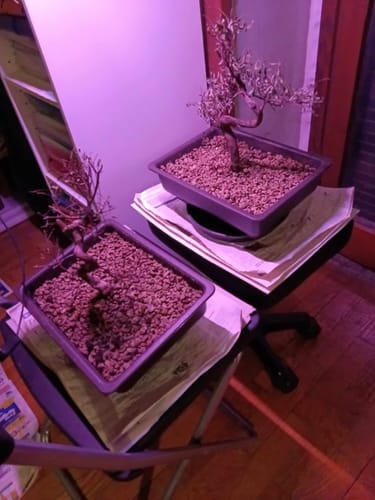 Customer photo review of VASI BONSAI PLASTICA RIGIDA PROFESSIONALI