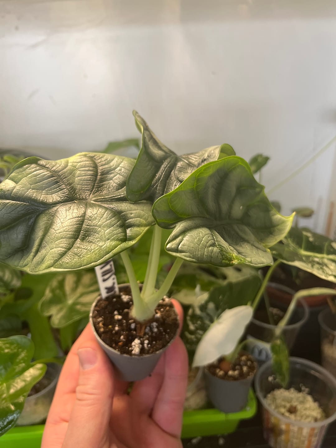 Customer photo review of ALOCASIA SILVER DRAGON