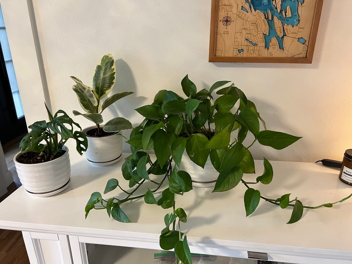 Customer photo review of Houseplant Top 40 Guide + Playlist