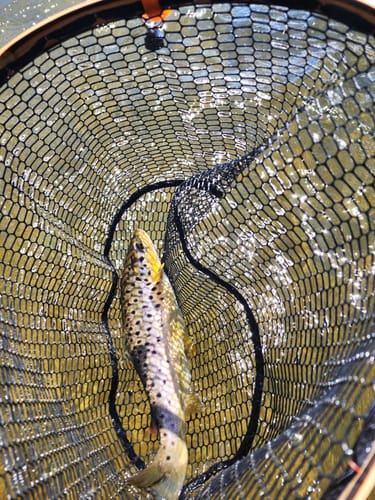 Customer photo review of Upstream Wide Bamboo + Copper Fly Fishing Net