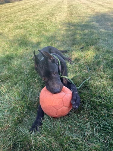 Customer photo review of Fida Durable Slip Lead