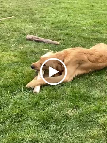 Customer video review of Mega 10"+ Elk Antlers
