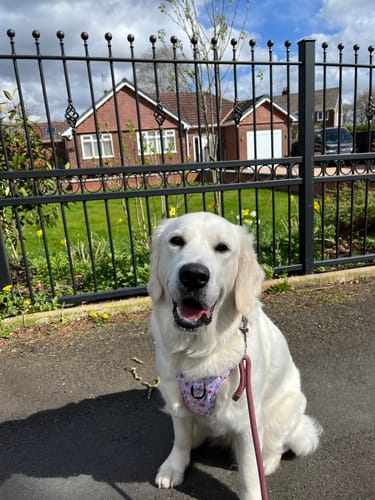 Customer photo review of Tough Trails™ Harness - Betsy's Bouquet - Patterned Border