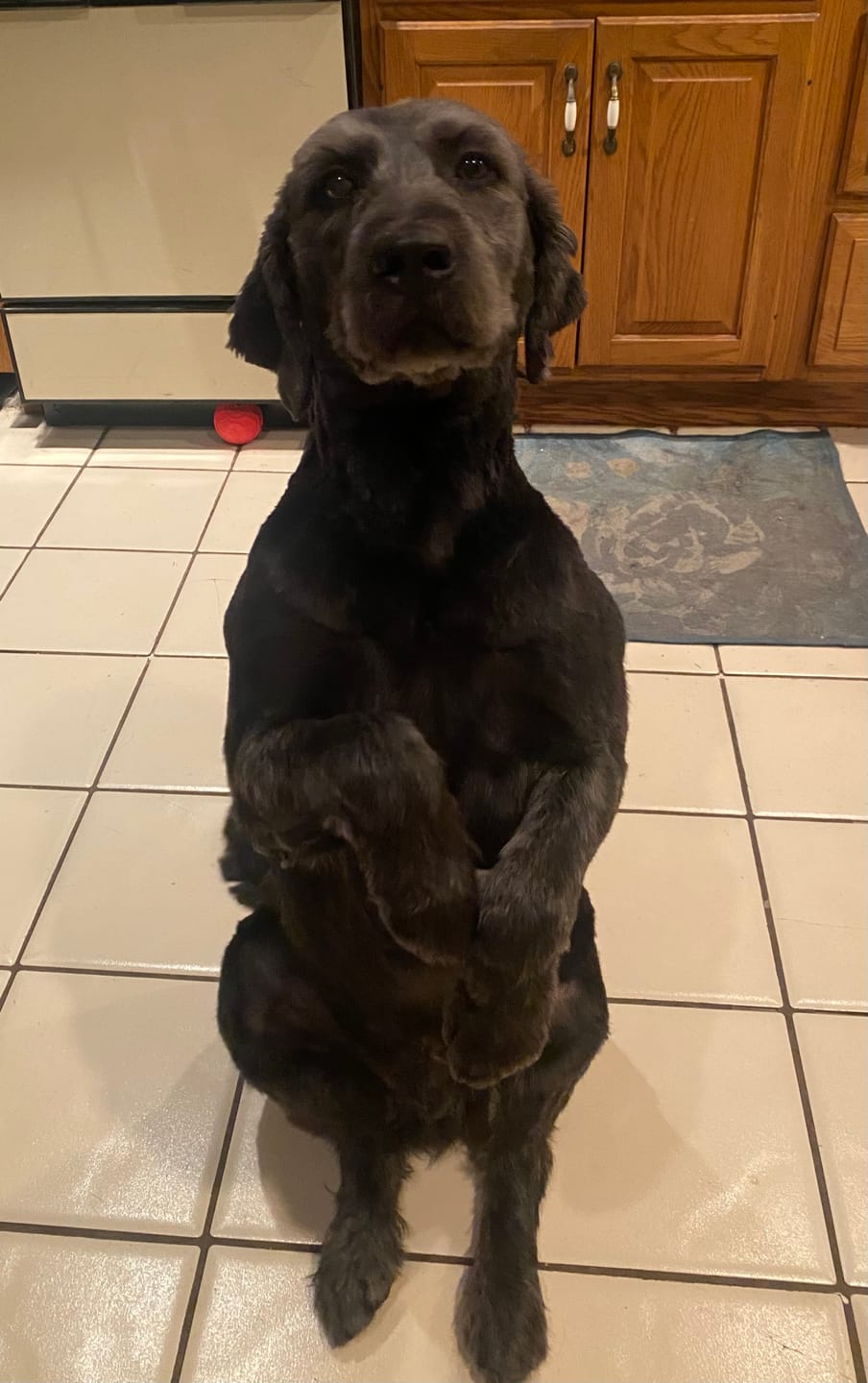Customer photo review of Dog Allergy & Immune Support Supplement