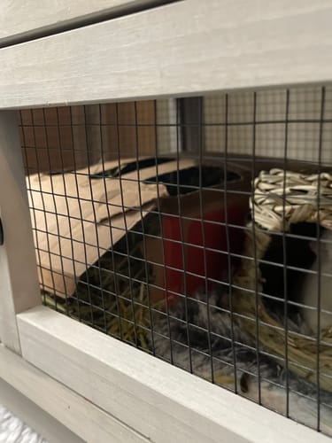 Customer photo review of Timothy Hay Box for Guinea Pigs (3 Pack)