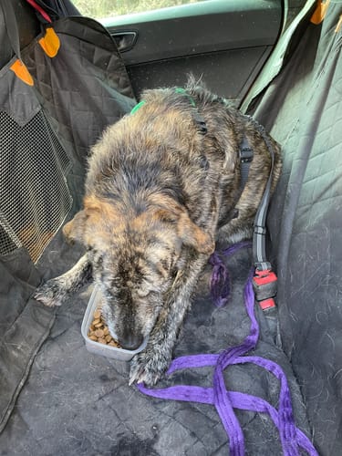 Customer photo review of Acana Adult Dog Food