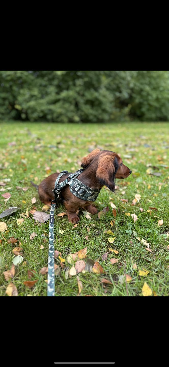 Customer photo review of Koppel - Green Camo
