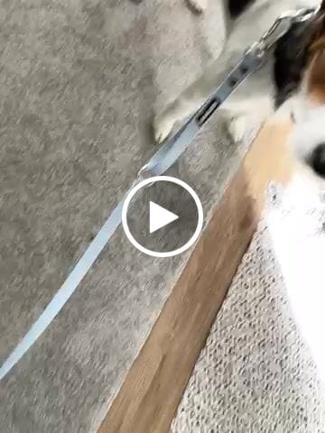 Customer video review of The Multi QuickLead™ - Dog Leash