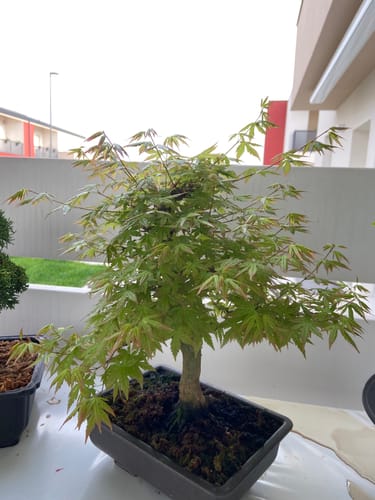 Customer photo review of BIO DOPED X2 PACK