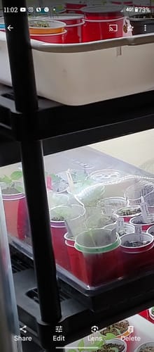 Customer photo review of Red Burgundy Okra Seeds