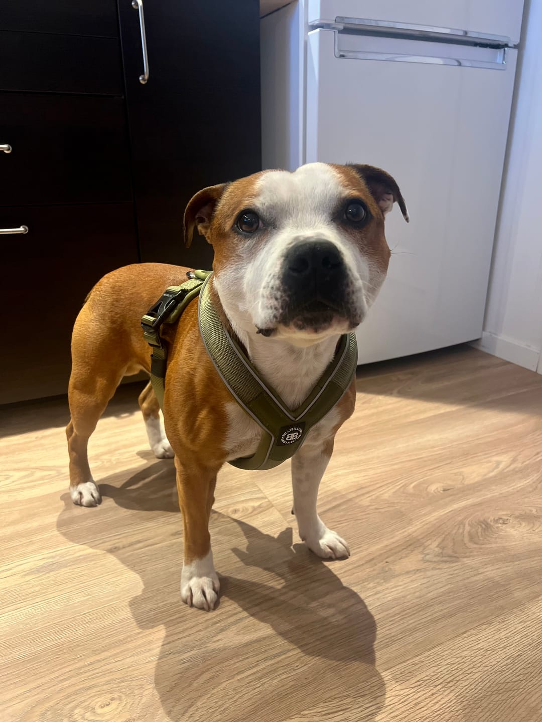 Customer photo review of Slip on Padded Comfort Harness | Non Restrictive & Reflective - Khaki