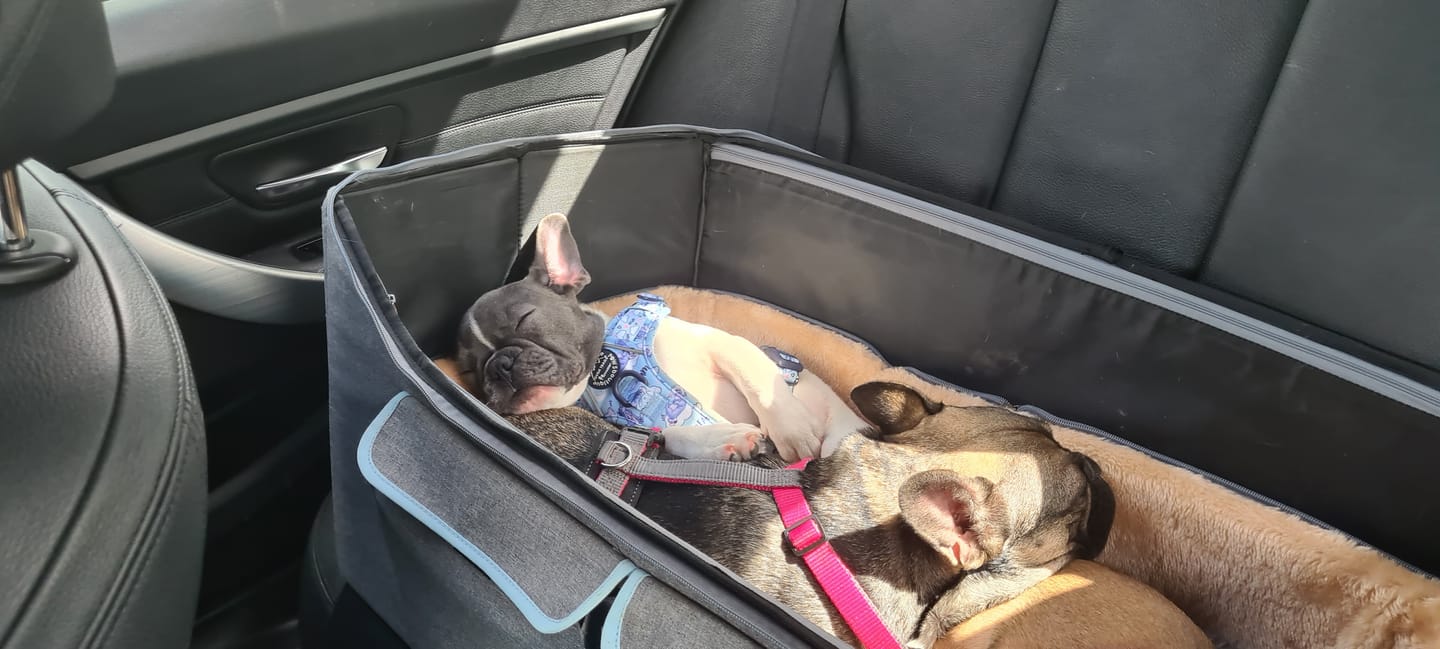 Customer photo review of Tough Trails™ Harness - Eeyore