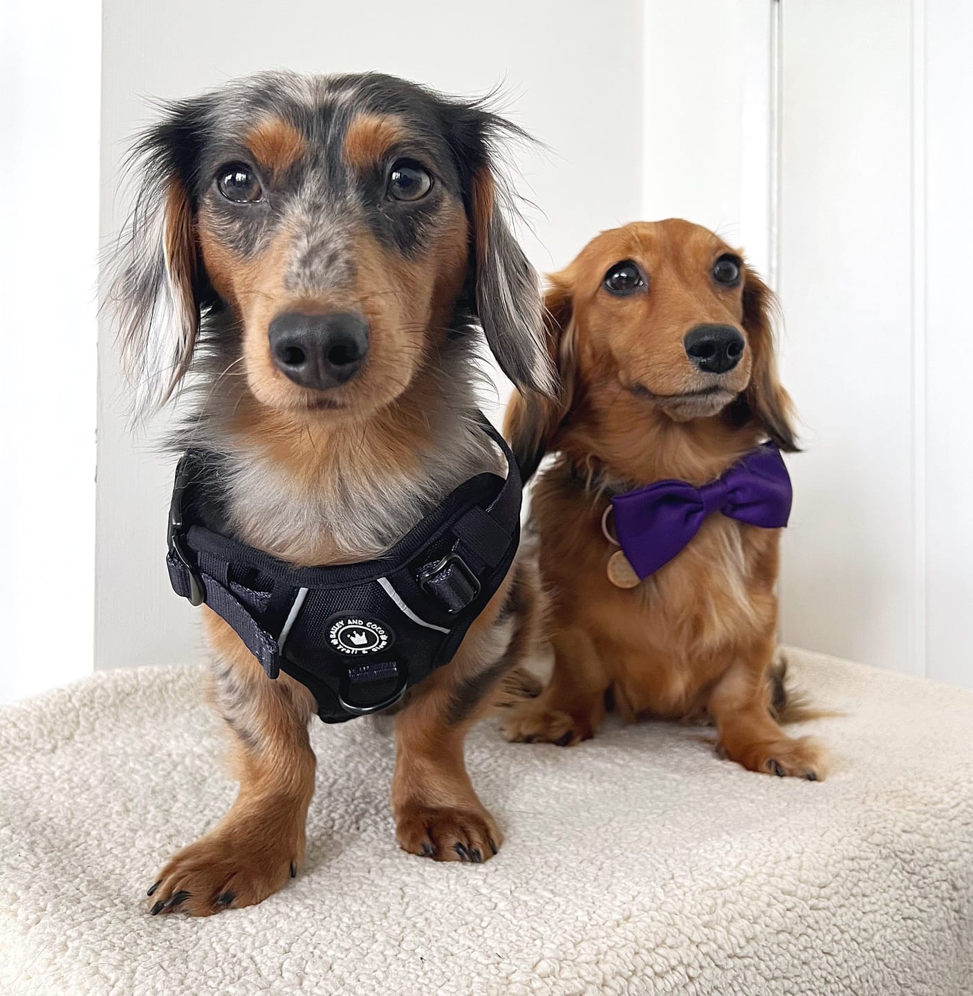 Customer photo review of Trail & Glow® Dog Harness - The Jet Black One