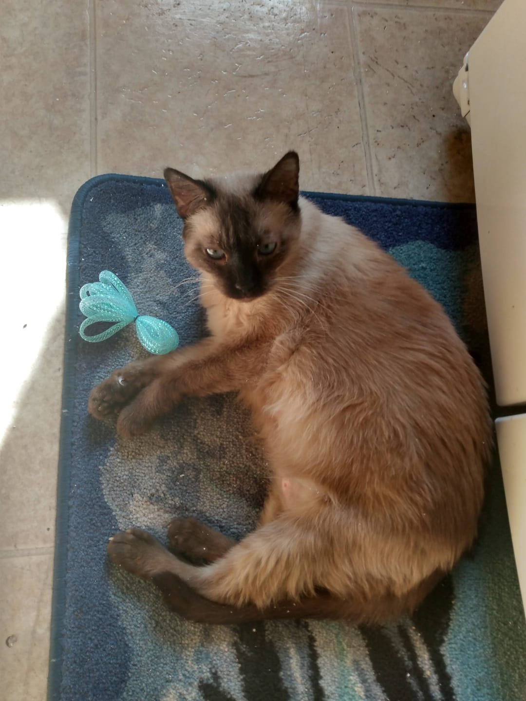 Customer photo review of Watercolor Pet Art - Pet Galaxy (PG)