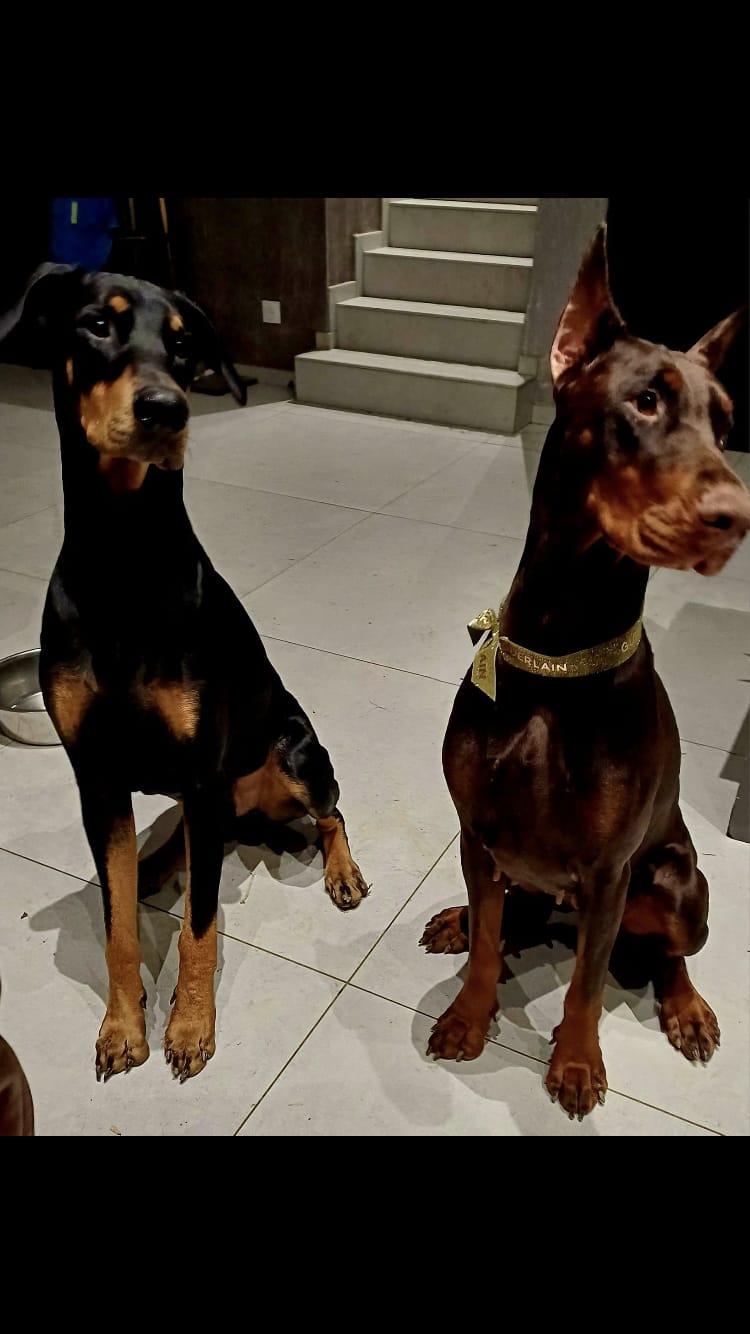 Customer photo review of Croquettes de volaille riches en ingrédients frais - Moy. / Grande taille (chien adulte)