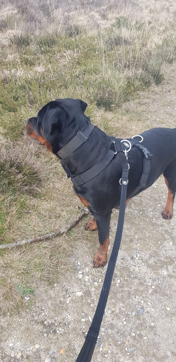 Customer photo review of TRI-Harness® | Anti-Pull, Adjustable & Durable - Dog Trainers Choice -  Black v2.0
