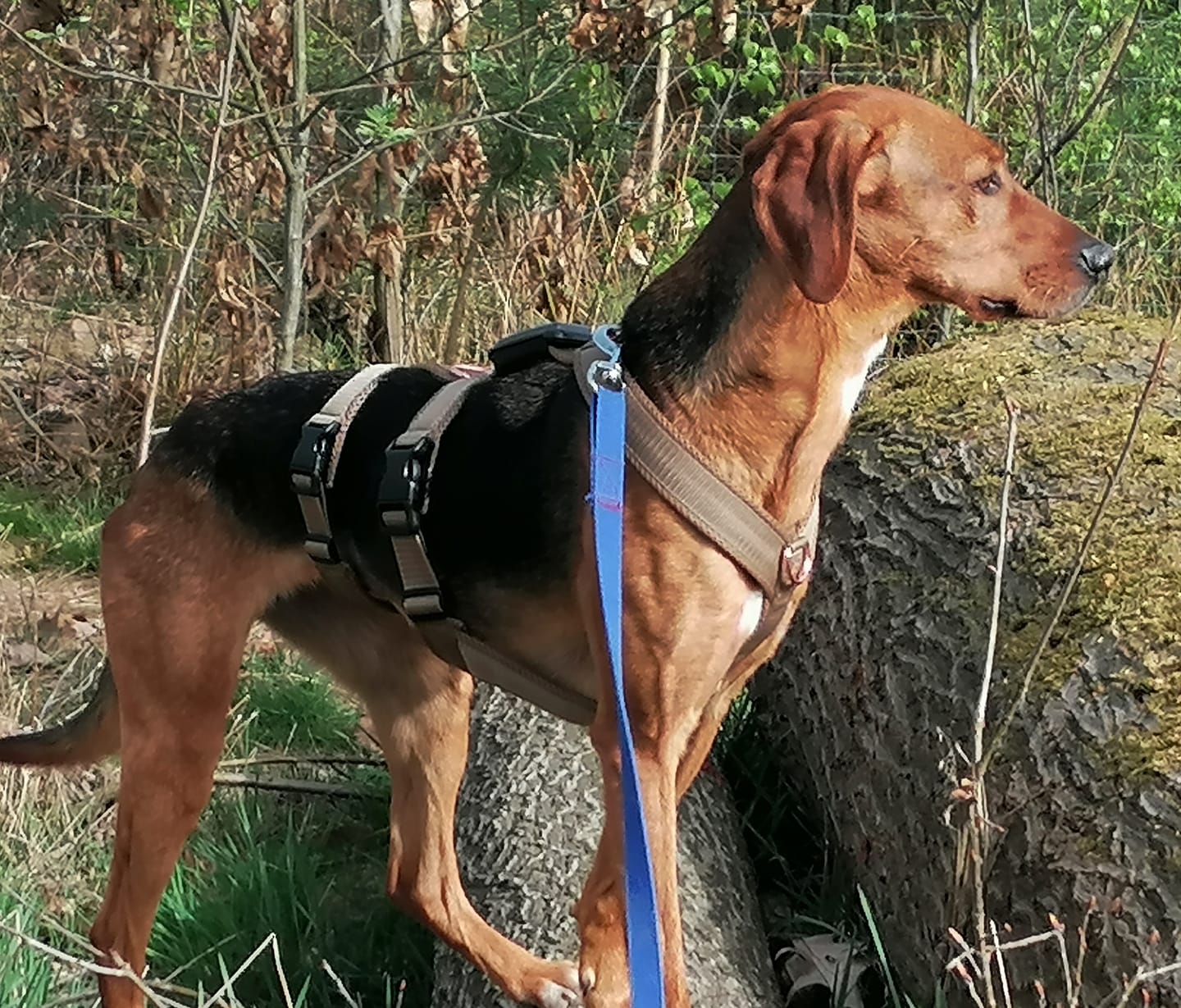 Customer photo review of Sicherheitsgeschirr FUN "Golden Sand"