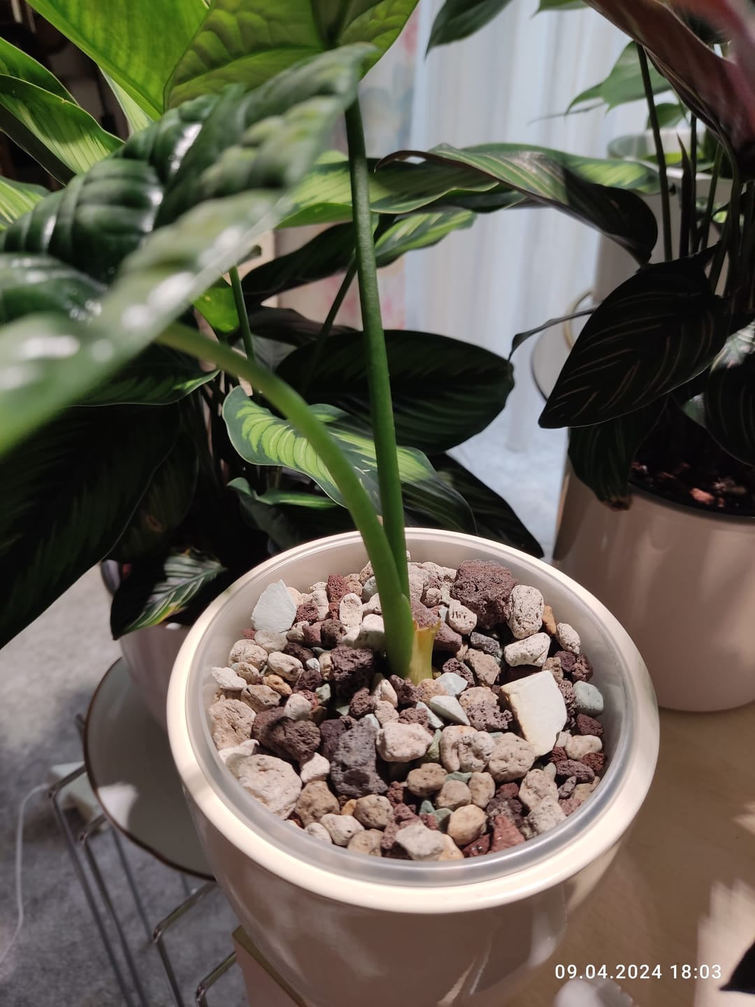 Customer photo review of Muddis Erde - Mineralisches Substrat