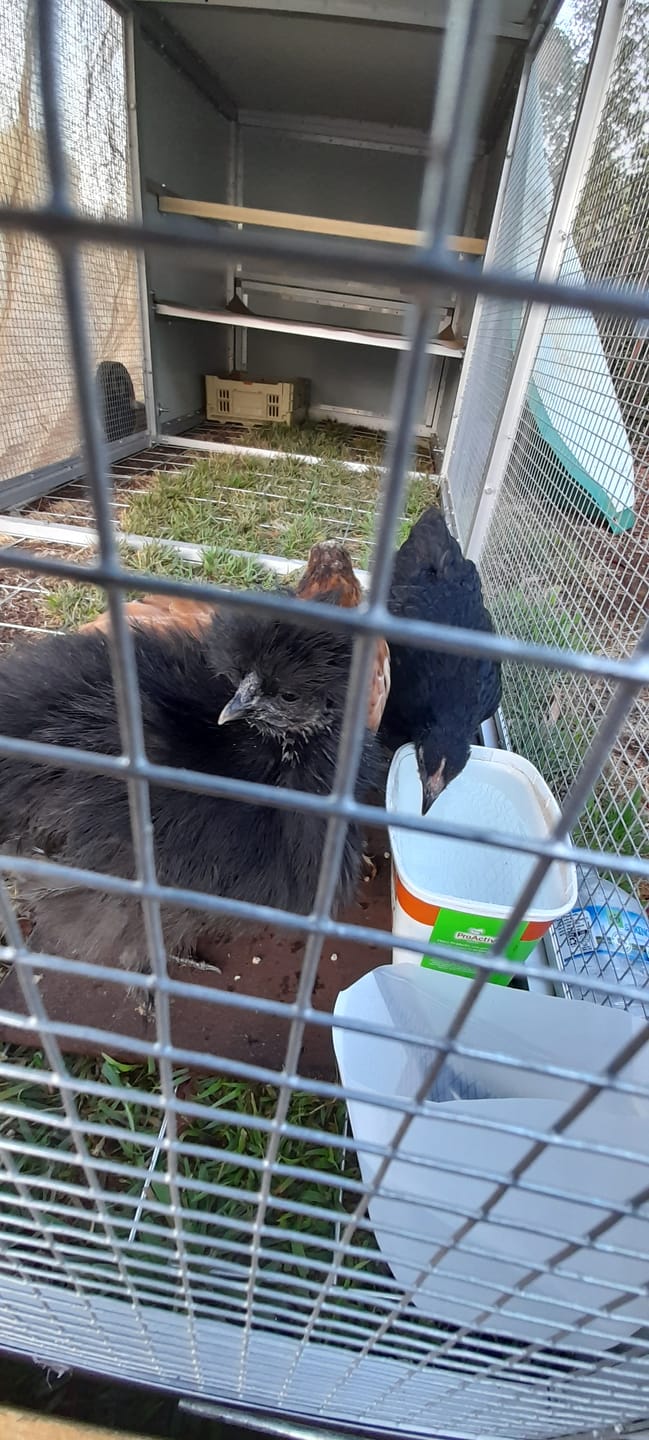 Customer photo review of Galvanised Mesh Floor for Chicken Coop