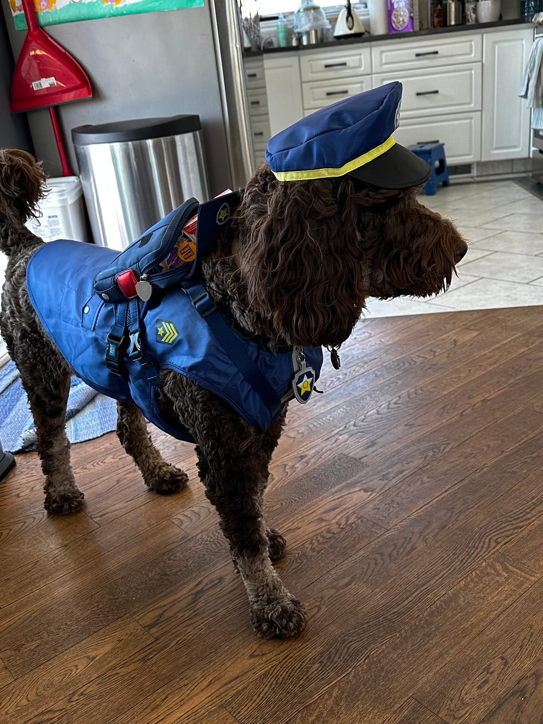 Customer photo review of Dog Backpack (Chase)