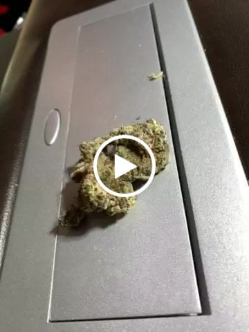 Customer video review of Jealousy - THCa Flower