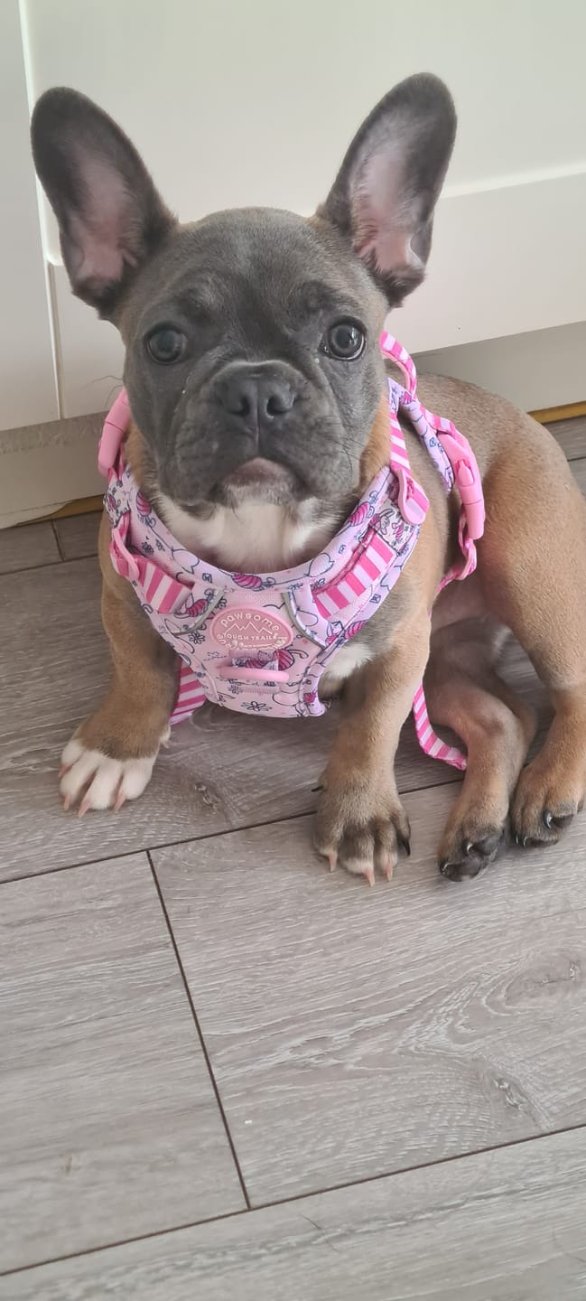 Customer photo review of Tough Trails™ Harness - Piglet