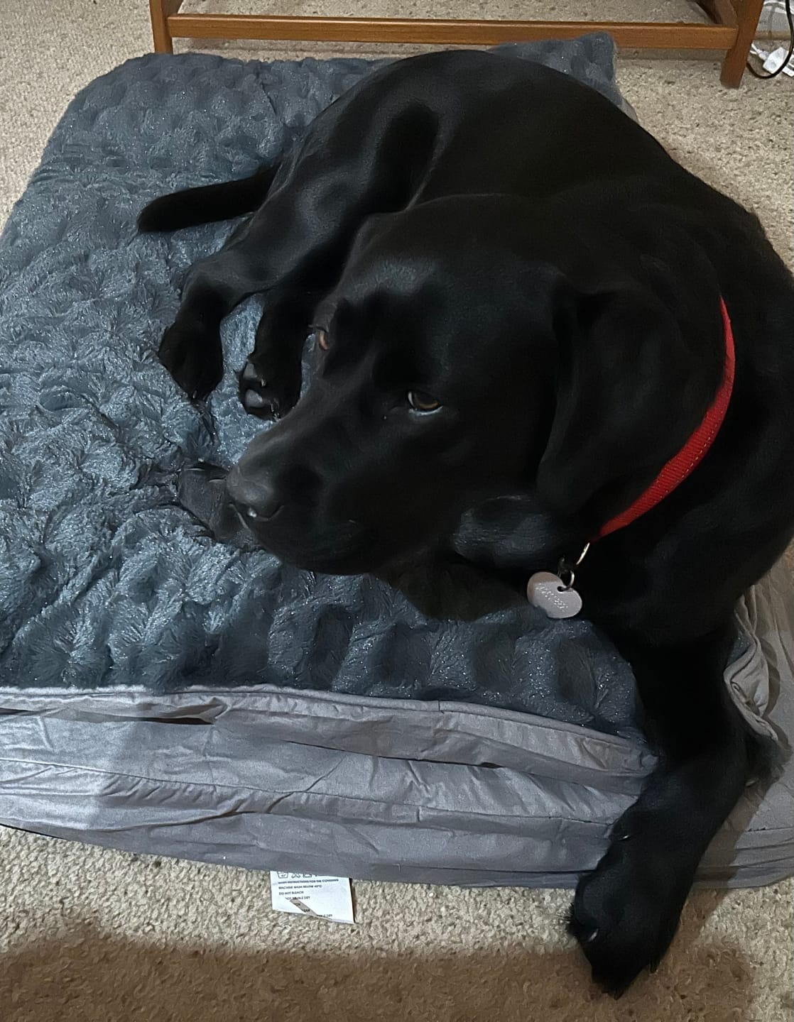 Customer photo review of Pawz Dog Memory Foam Mattress