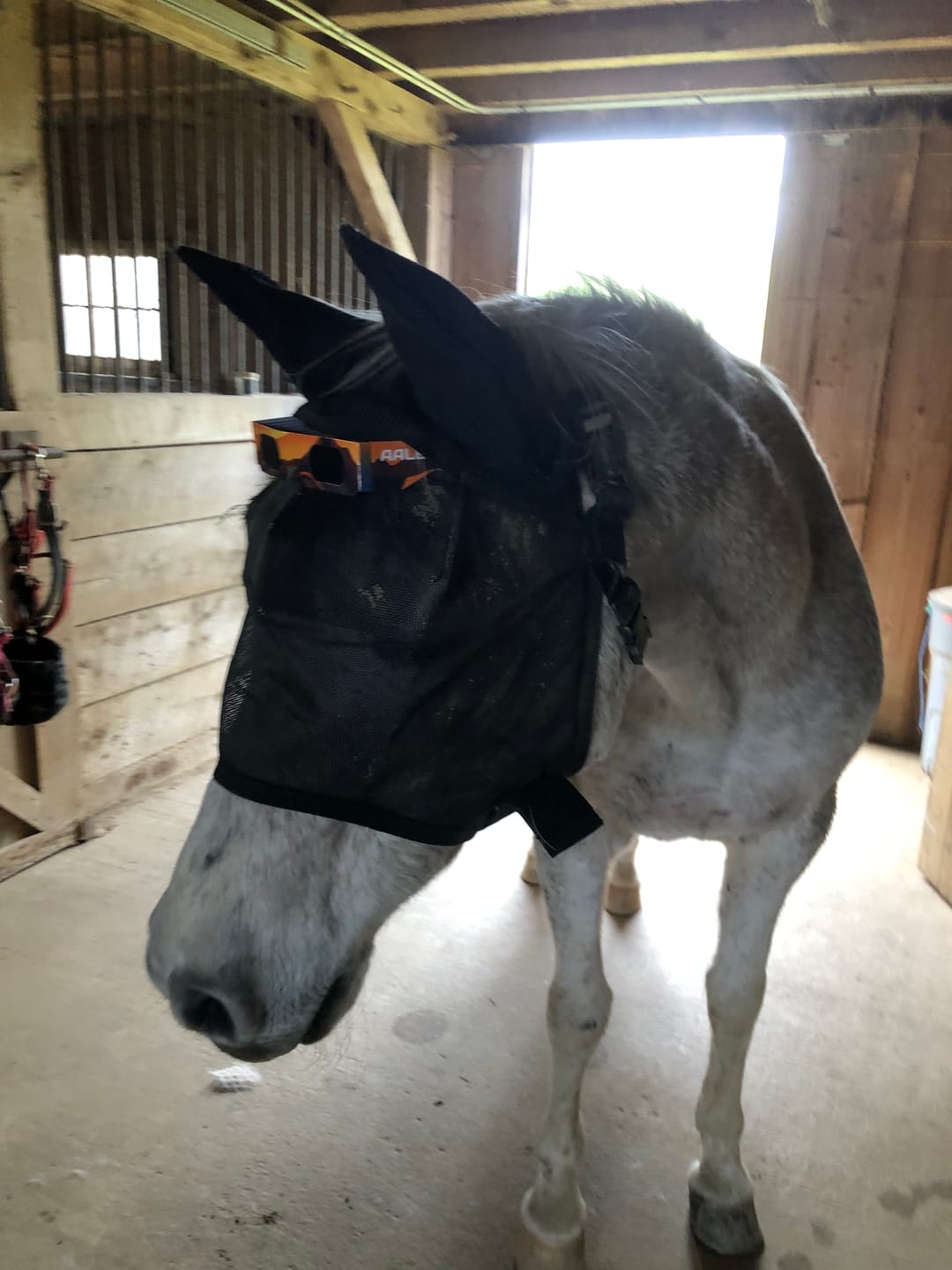 Customer photo review of BUNDLE - EquiVizor Clip and Fasteners