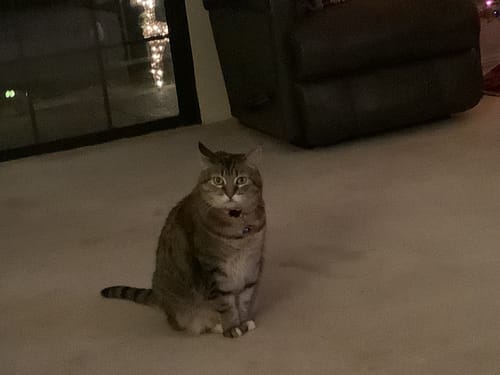 Customer photo review of Medium Wild Salmon CBD Oil - 350 MG : 1 OZ : Healthy Hips & Joints Care Formula CBD for dogs and cats