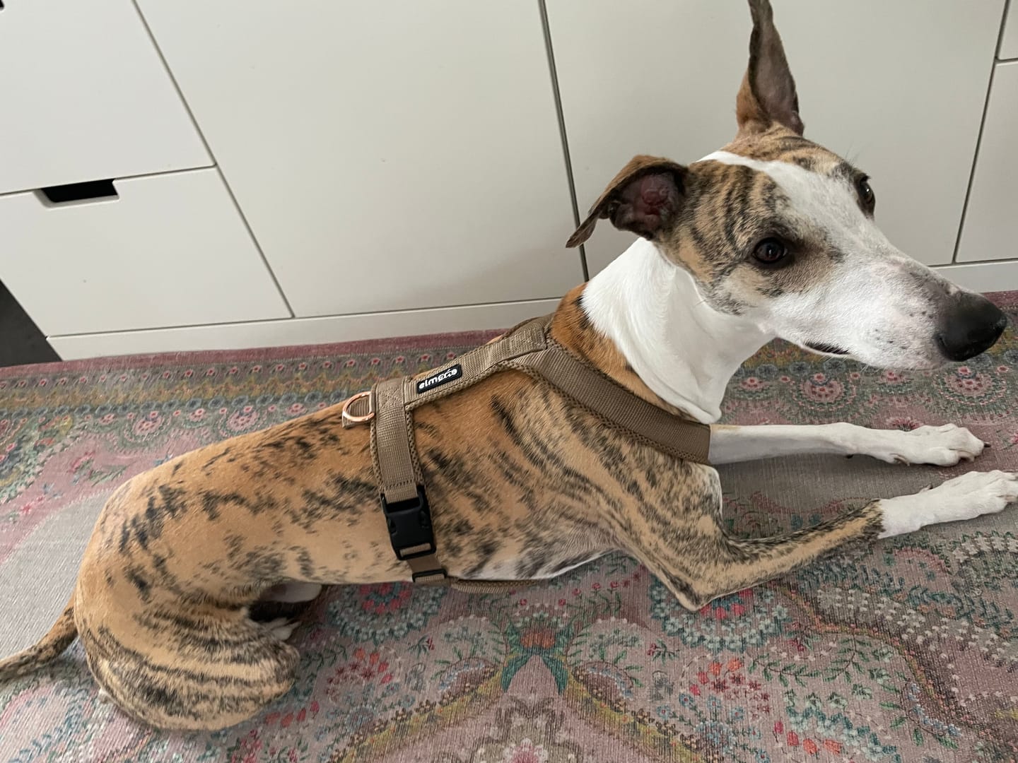 Customer photo review of Hundegeschirr FUN "Golden Sand"