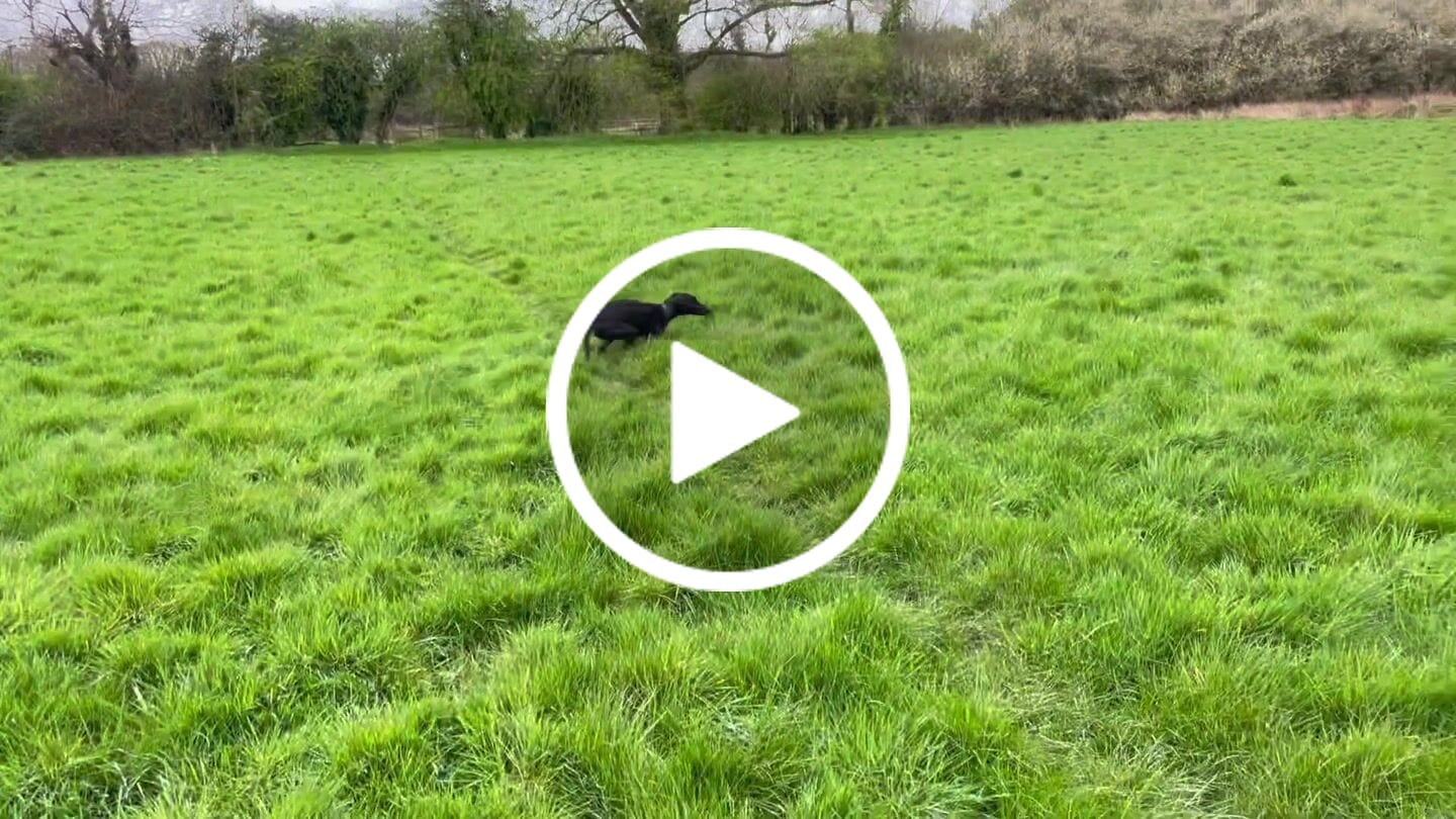 Customer video review of British Venison Dry Food