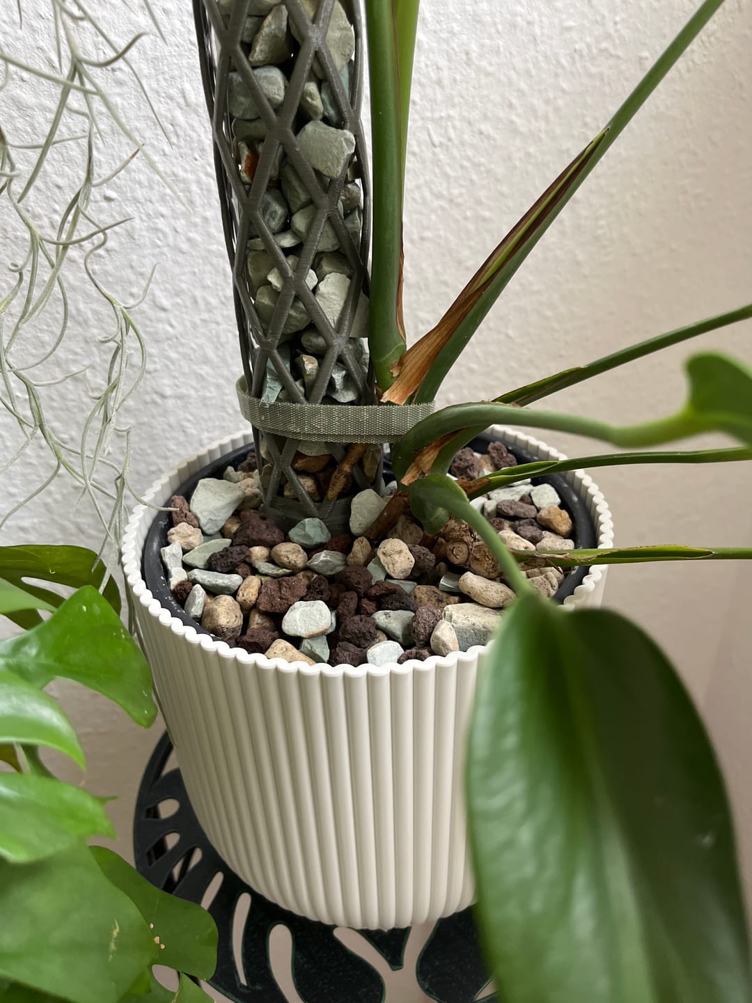 Customer photo review of Muddis Erde - Mineralisches Substrat