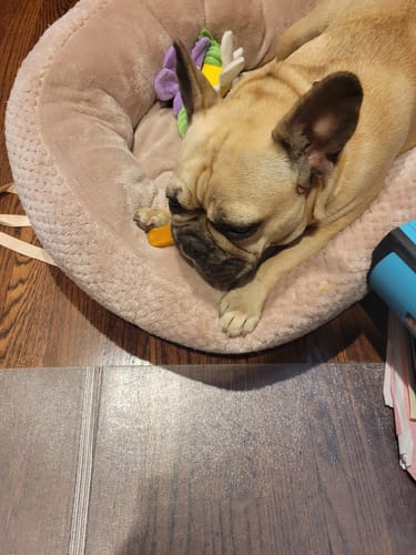 Customer photo review of PUMPKIN CHEW