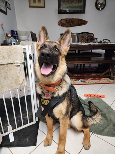 Customer photo review of Classic Heavy-Duty Tactical No-Pull Team K9™ Dog Harness With Front & Back D-Rings, Quick-Release Metal-Buckles, Hook & Loop Panels, & Top Handle