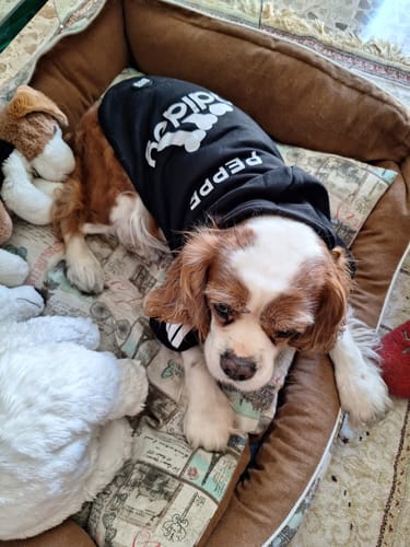 Customer photo review of Felpa "Adidog" Nera Personalizzabile con nome