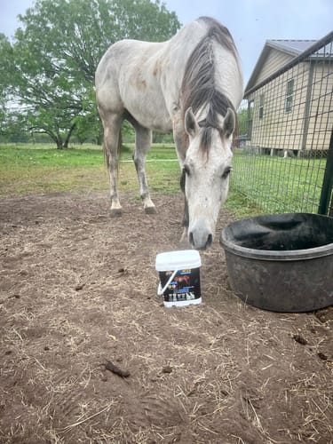 Customer photo review of OptiWize Collagen +Plus Horse Joint Supplement
