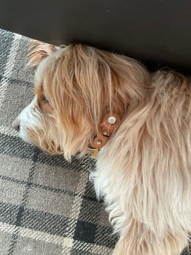 Customer photo review of Keepaws™ Leather AirTag Collar